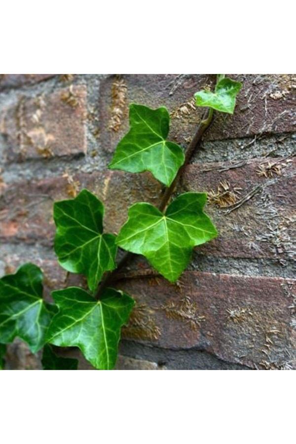 Kaya Sarmaşığı - Duvar Sarmaşığı (HEDERA) - Image 1