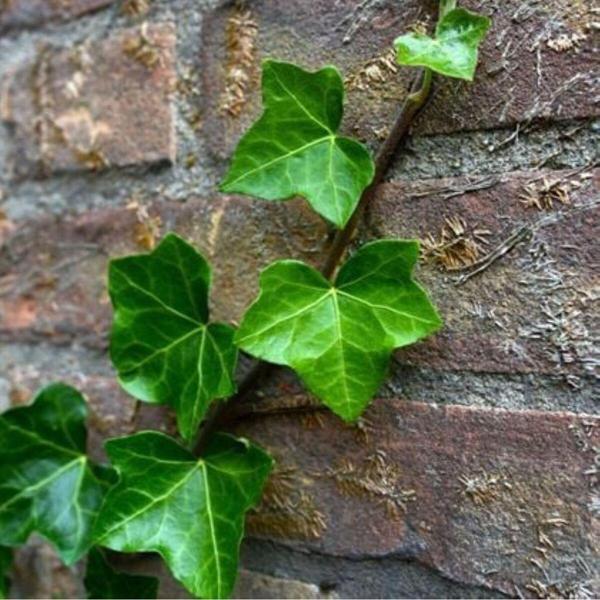 Kaya Sarmaşığı - Duvar Sarmaşığı (HEDERA) - Image 1