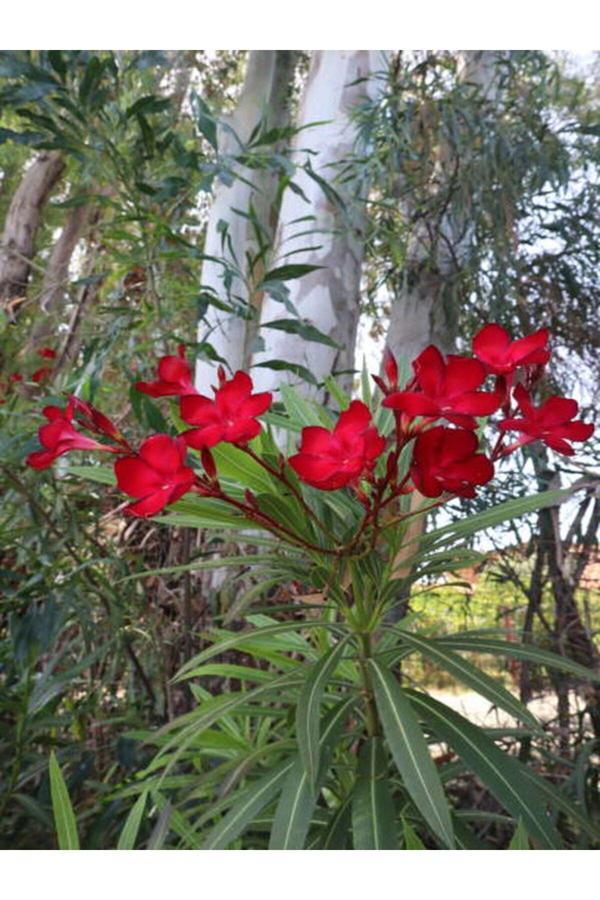 Videolu Kırmızı Bodur Zakkum (40 60 CM)1 Adet Saksılı Çiçekli Dış Mekan Bitkisi Nerium Oleander - Image 1