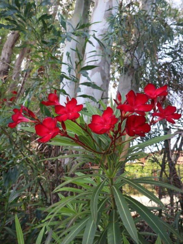 Videolu Kırmızı Bodur Zakkum (40 60 CM)1 Adet Saksılı Çiçekli Dış Mekan Bitkisi Nerium Oleander - Image 1