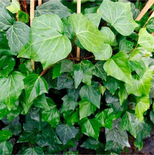 Kaya Sarmaşığı - Hedera Duvar Sarmaşığı Fidanı - Image 1
