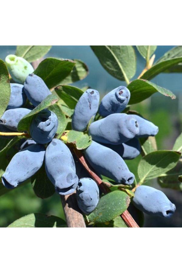 Saksılı Özel Üretim Honeyberry Bal Yemişi Fidanı - Image 1