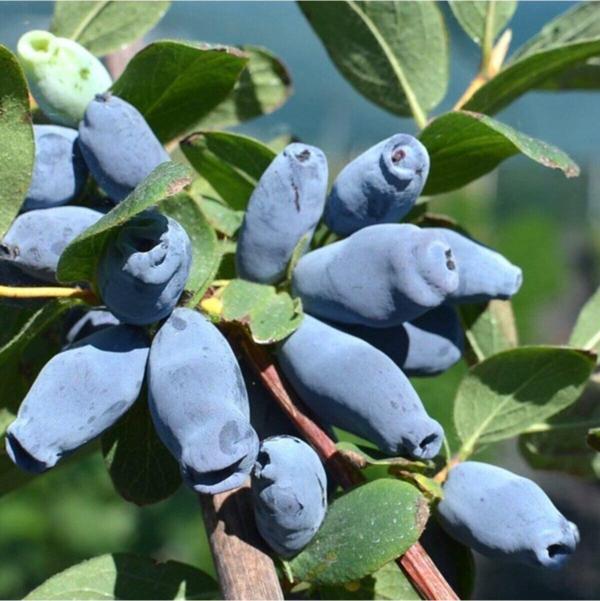Saksılı Özel Üretim Honeyberry Bal Yemişi Fidanı - Image 1