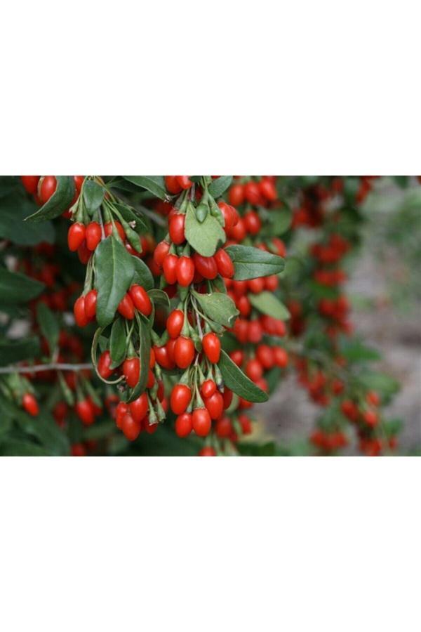 1 Adet Goji Berry ( Kurt Üzümü ) Fidanı - Image 1