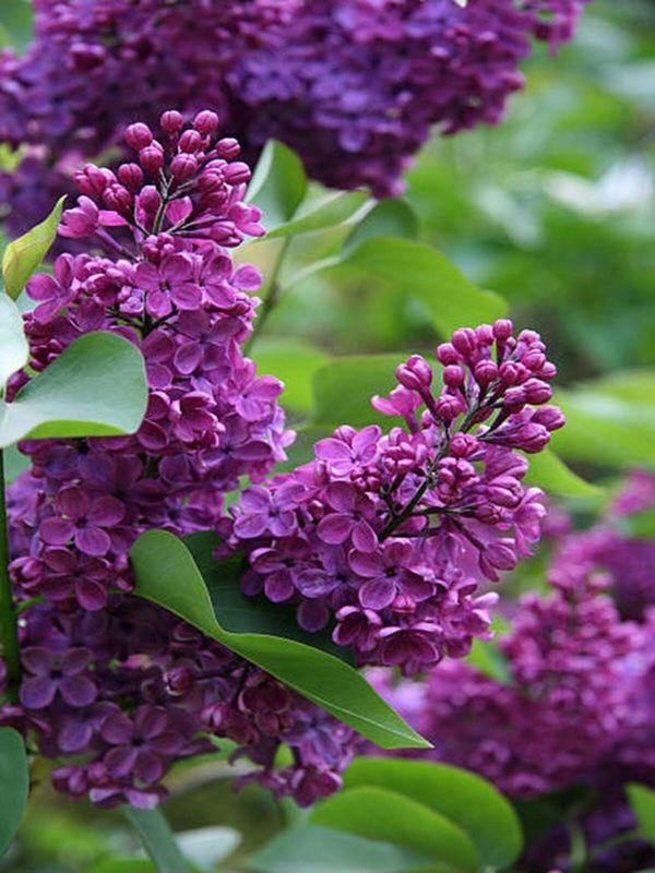 Videolu Kokulu Leylak Fidanı Çiçeği 40-60 Cm Saksılı Çiçekli Bodur Bitkiler Lilac - Image 1
