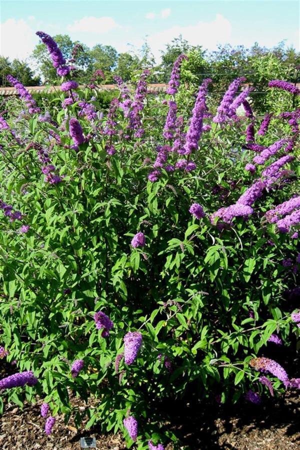 Kelebek Çalısı Fidanı - Image 1