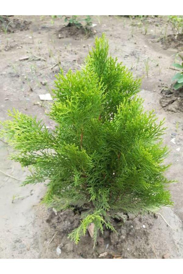 Videolu Leylandi Fidanı (40 60 CM)1 Adet Tüplü Dış Mekan Bitkisi Cupressocyparis Leylandii - Image 1