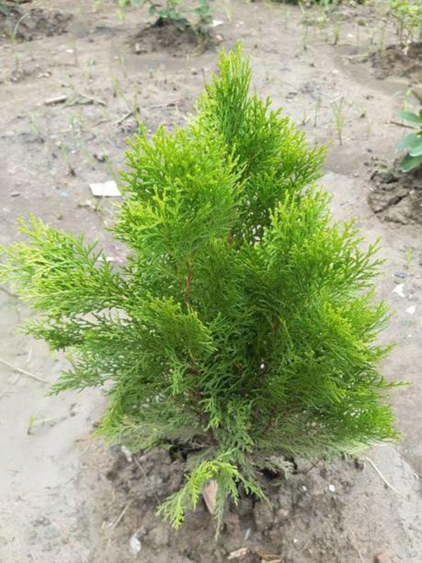 Videolu Leylandi Fidanı (40 60 CM)1 Adet Tüplü Dış Mekan Bitkisi Cupressocyparis Leylandii - Image 1