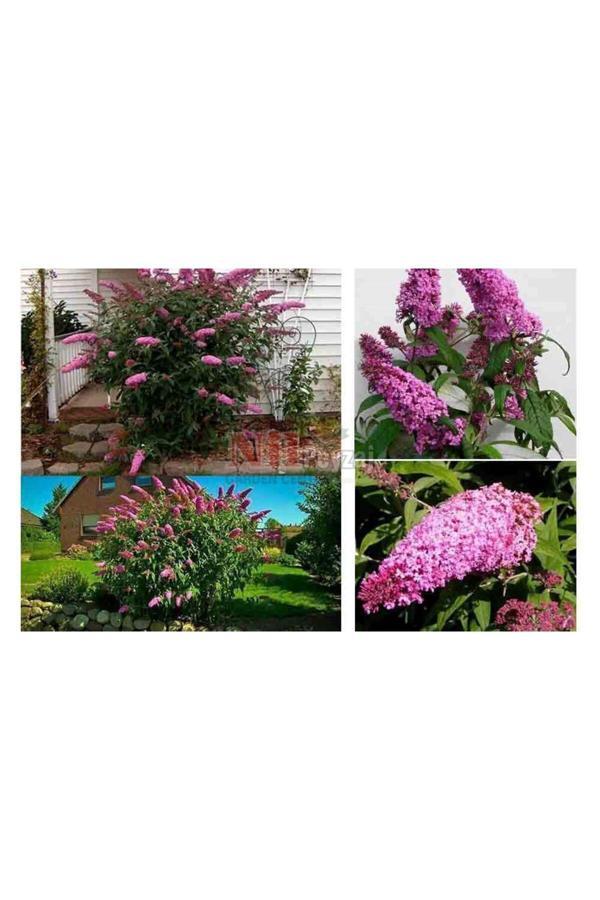 Kelebek Çiçeği Fidanı Pembe - Image 1