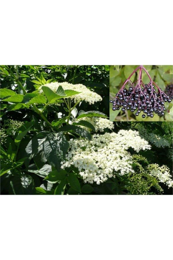 Sambucus Nigra Elderberry Kara Mürver Yemişi Fidanı 50-70 cm - Image 1