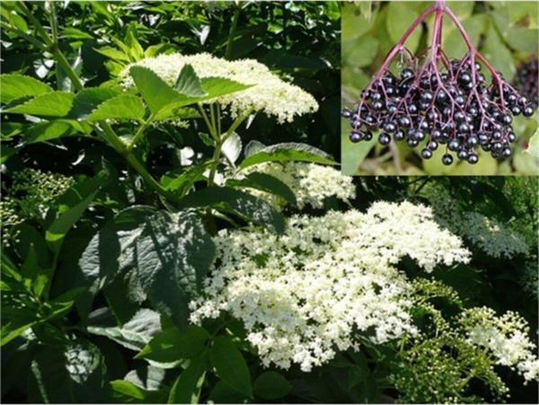 Sambucus Nigra Elderberry Kara Mürver Yemişi Fidanı 50-70 cm - Image 1