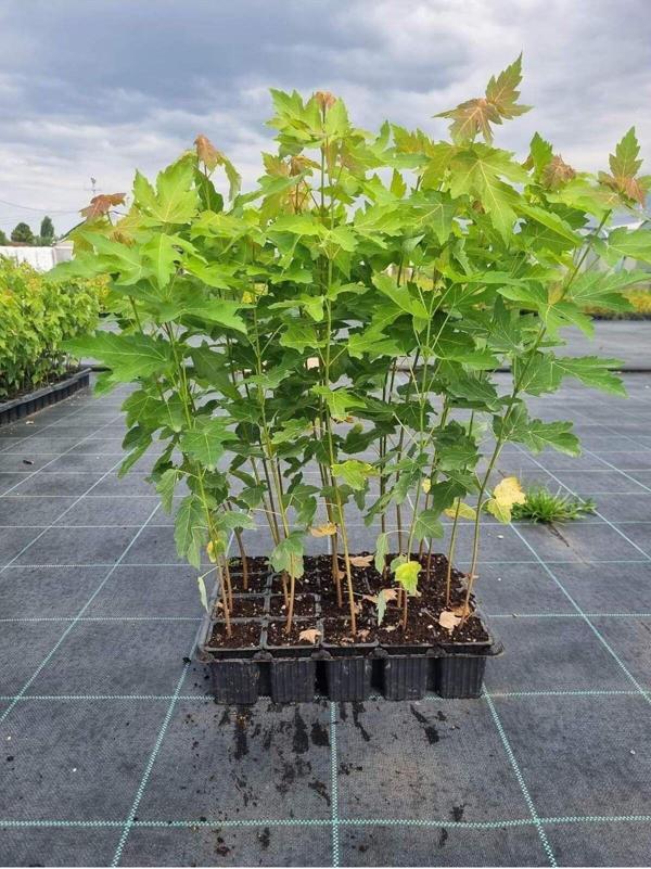 1 Şeker Akçaağaç Fidanı Bir Yeşil Bir Kırmızı Japon Akçaağaç (Acer Palmatum, Rubrum, Saccharum) - Image 1
