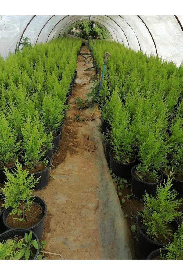 Videolu Limon Selvi Limon Kokulu 10 Adet Saksılı/ Tüplü 30-50 Cm (CUPRESSUS MACROCARPA) - Image 1