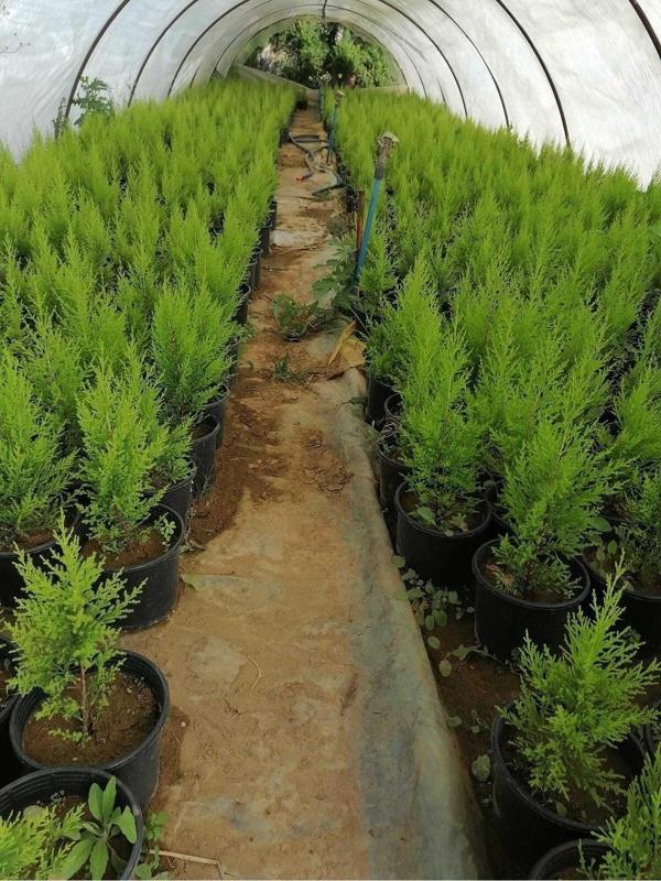 Videolu Limon Selvi Limon Kokulu 10 Adet Saksılı/ Tüplü 30-50 Cm (CUPRESSUS MACROCARPA) - Image 1