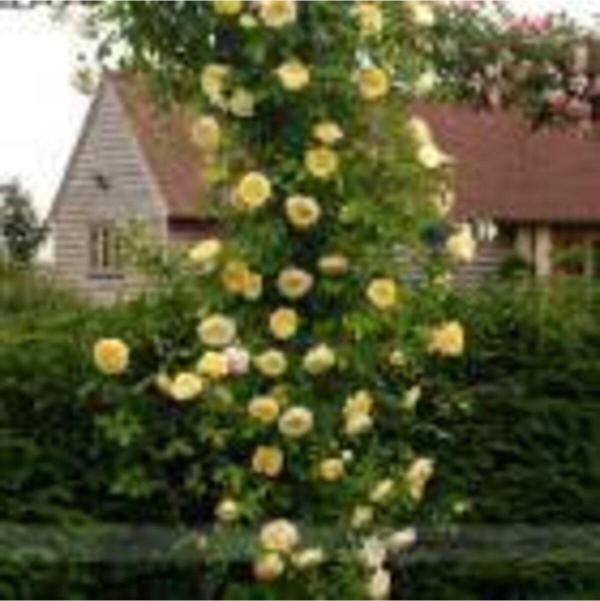 Sarı Kokulu Sarmaşık Gül Fidanı 100 cm - Image 1