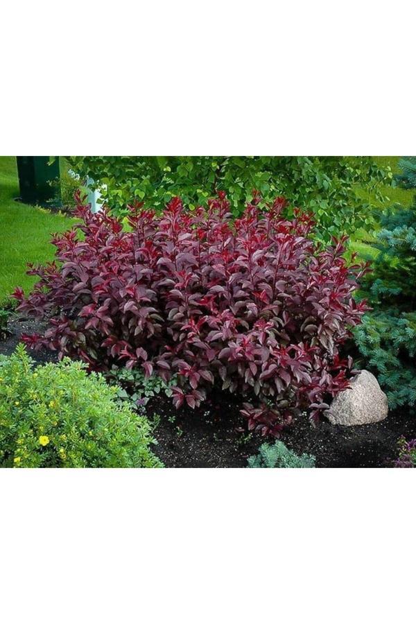 Berberis Fidanı - Image 1