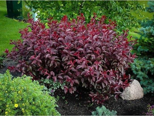 Berberis Fidanı - Image 1