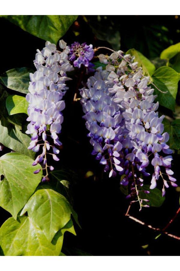 Videolu Mor Salkım Çiçeği Fidanı Bahçe Balkon Bitkisi (30 40CM)1 Adet Saksılı Buddleja Davidii - Image 1