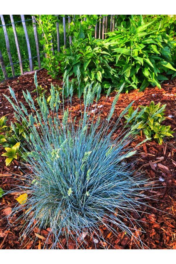 Videolu Özel Mavi Çim 25-45 Cm Saksılı/tüplü Dış Mekan Ağaçları (FESTUCA GLAUCA) - Image 1