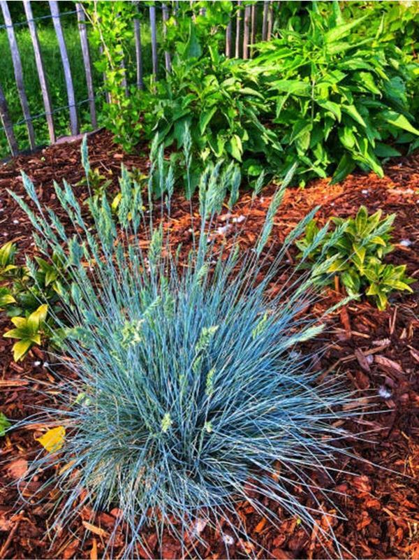 Videolu Özel Mavi Çim 25-45 Cm Saksılı/tüplü Dış Mekan Ağaçları (FESTUCA GLAUCA) - Image 1