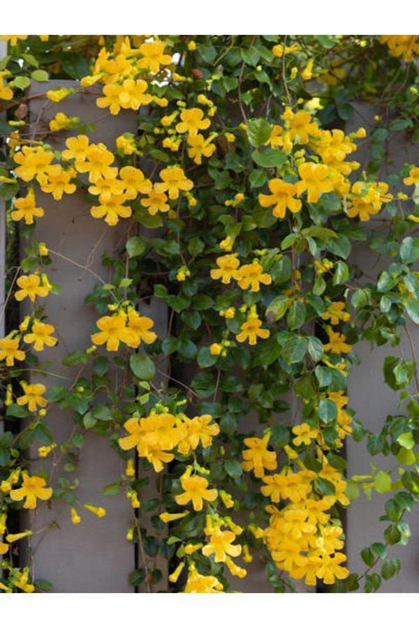 Sarı Yasemin Çiçeği Fıdanı (60 70 CM)1 Adet Saksılı Dış Mekan Bitkisi Jasminum Mesnyi - Image 1