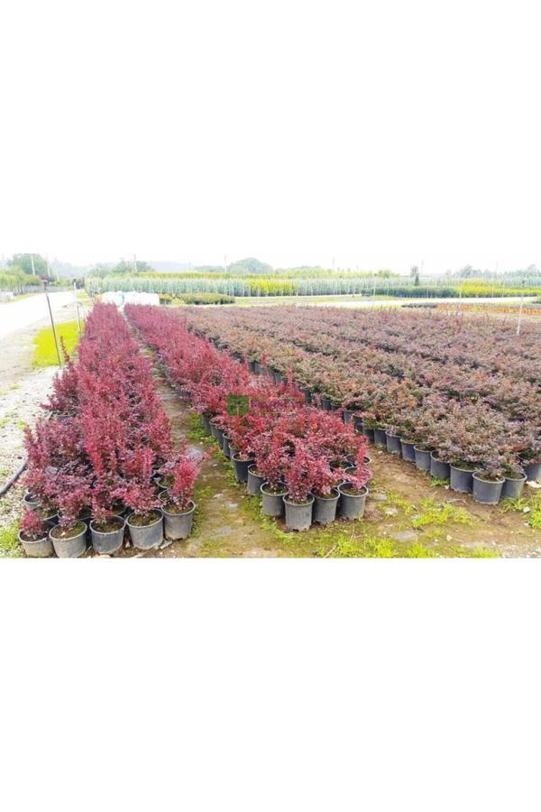 Berberis Fidanı Kadın Hanı Tuzluğu Berberis Thunbergi Attro - Image 1