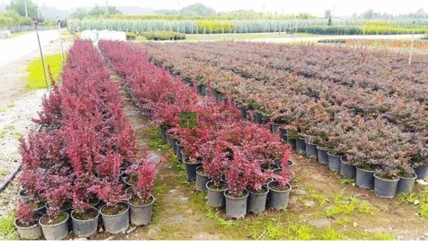 Berberis Fidanı Kadın Hanı Tuzluğu Berberis Thunbergi Attro - Image 1