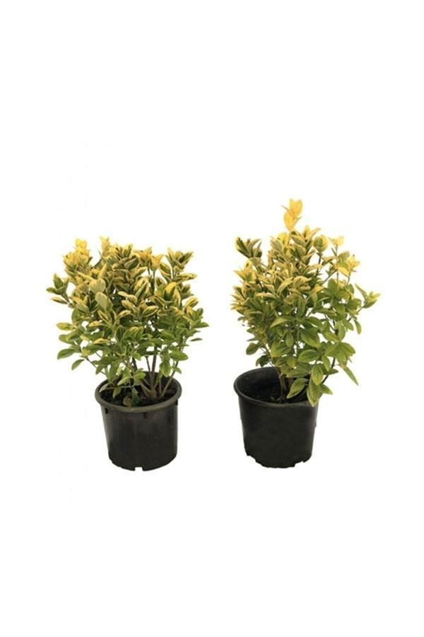 10 Adet Altuni Gold Taflan Fidanı Tüplü 20-30cm - Image 1
