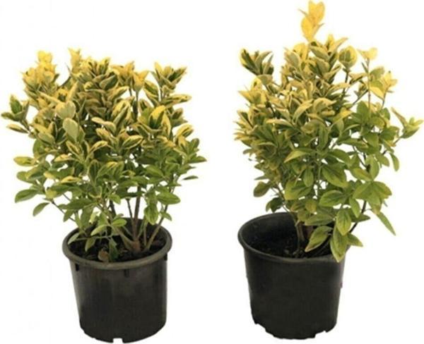 10 Adet Altuni Gold Taflan Fidanı Tüplü 20-30cm - Image 1