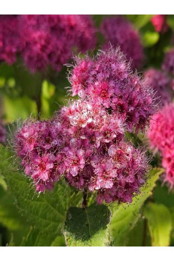 Videolu Pembe Çiçekli Keçi Sakalı Fidanı 1 Adet Saksılı/ Tüplü 60-80 Cm ( Ispirya Spiraea) - Image 1
