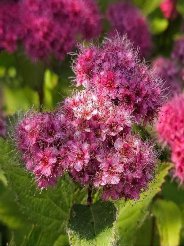 Videolu Pembe Çiçekli Keçi Sakalı Fidanı 1 Adet Saksılı/ Tüplü 60-80 Cm ( Ispirya Spiraea) - Image 1