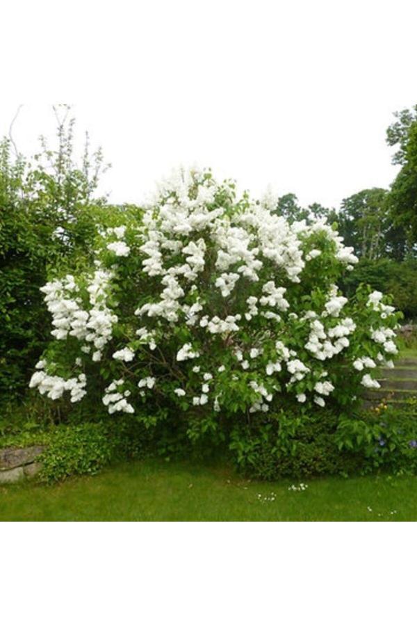 Beyaz Çiçekli Leylak Fidanı Kokulu İthal Syringa Vulgaris Soğuğa Dayanıklı 30-50 cm - Image 1