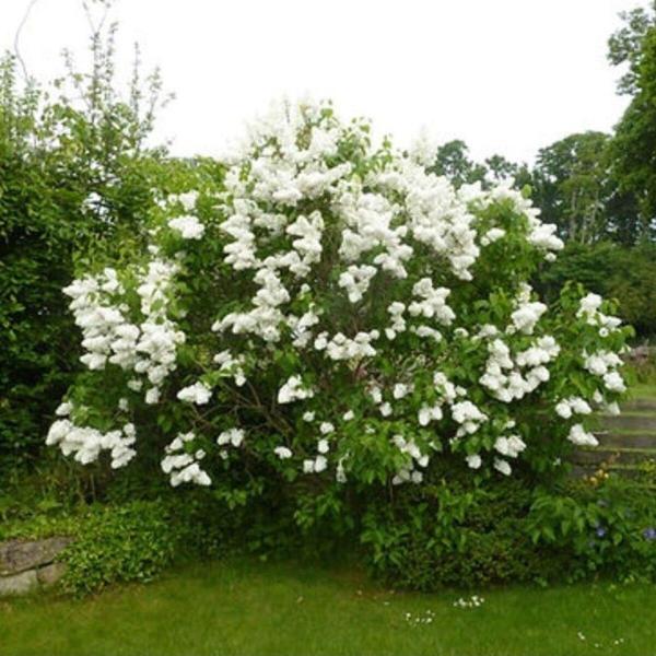 Beyaz Çiçekli Leylak Fidanı Kokulu İthal Syringa Vulgaris Soğuğa Dayanıklı 30-50 cm - Image 1