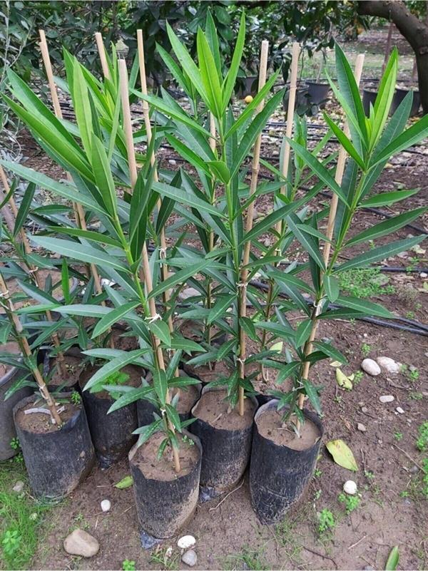 Videolu Pembe Zakkum (40 60 Cm)1 Adet Saksılı/ Tüplü Dış Mekan Bitkisi Nerium Oleander - Image 1