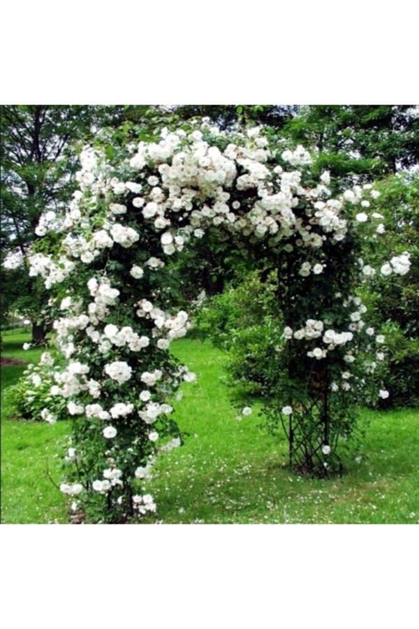 Beyaz Kokulu Sarmaşık Gül Fidanı Yediveren - Tüplü - Image 1