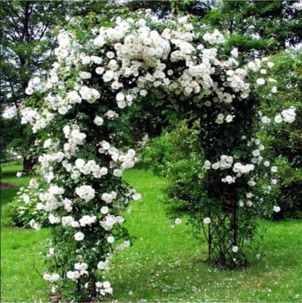 Beyaz Kokulu Sarmaşık Gül Fidanı Yediveren - Tüplü - Image 1