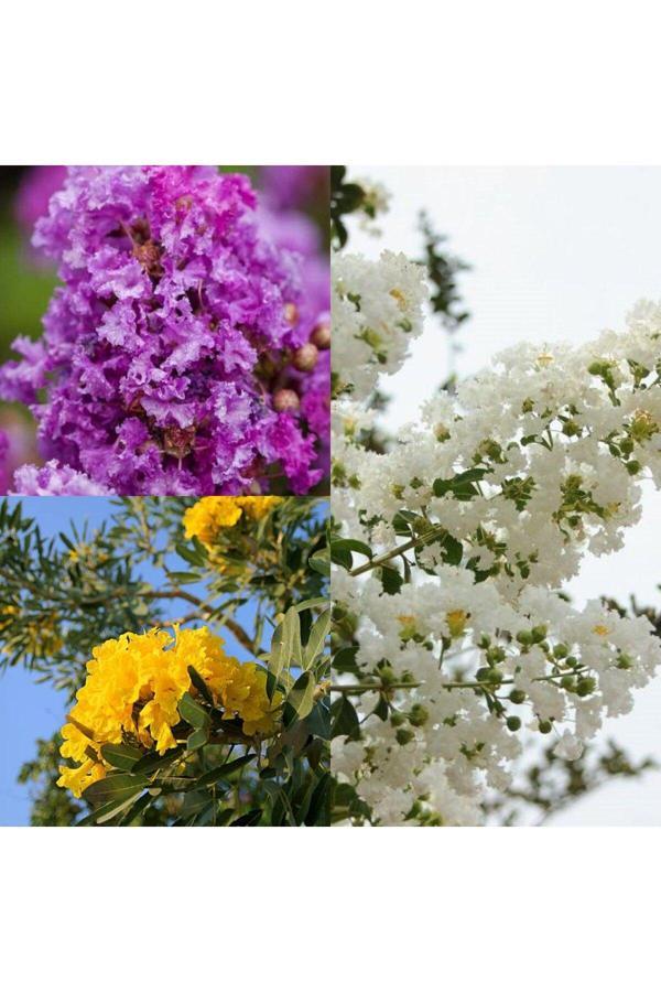 Videolu Sarı Beyaz Mor 3 Adet Oya Ağacı Fidanı 30-75cm Tüplü (YELLOW WHİTE PURPLE LACEBARK) - Image 1