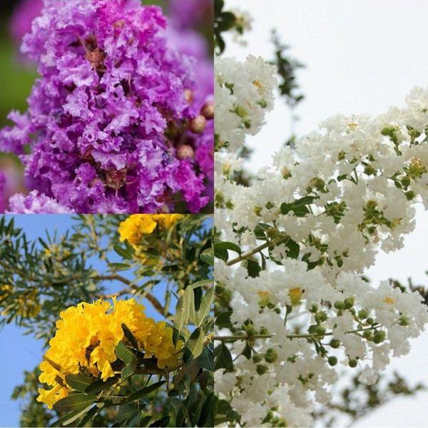Videolu Sarı Beyaz Mor 3 Adet Oya Ağacı Fidanı 30-75cm Tüplü (YELLOW WHİTE PURPLE LACEBARK) - Image 1