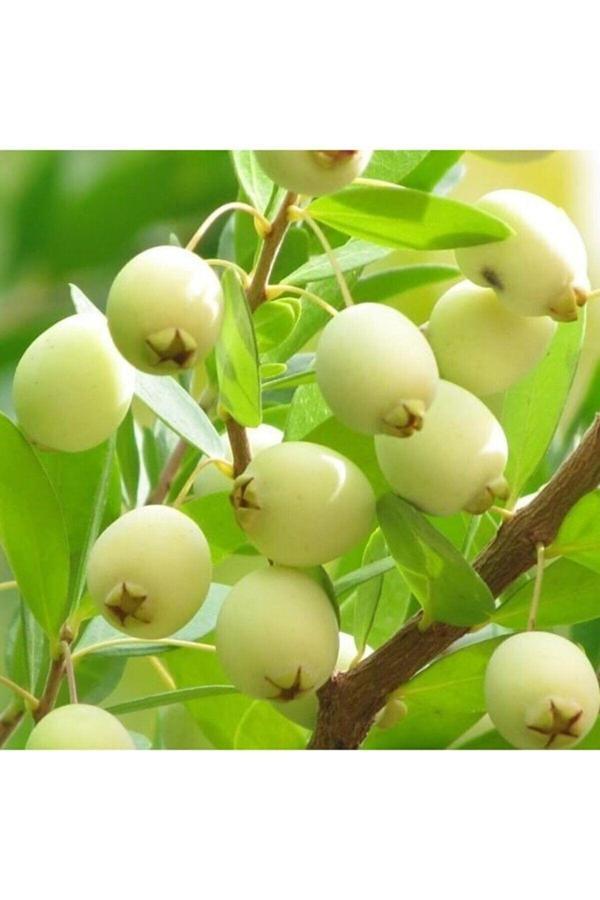 Beyaz Mersin Fidanı (beyaz Murt) Fidesi 3adet - Image 1
