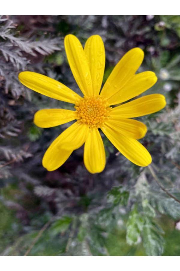 Videolu Sarı Çalı Papatyası Çiçeği Fidanı 23-40 Cm Saksılı Çiçekli Bodur Bitkiler Euryops Pectinatus - Image 1