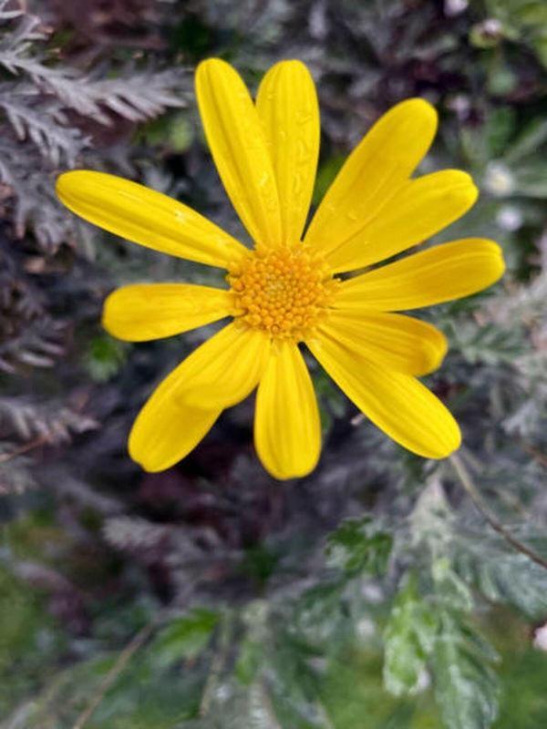 Videolu Sarı Çalı Papatyası Çiçeği Fidanı 23-40 Cm Saksılı Çiçekli Bodur Bitkiler Euryops Pectinatus - Image 1