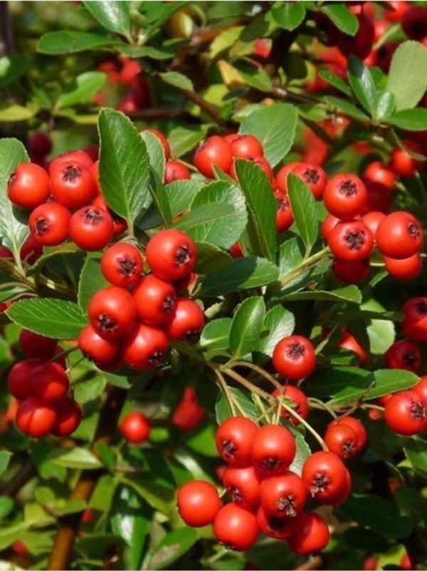Kırmızı Ateş Dikeni Pyracantha Red Column, Saksıda - Image 1