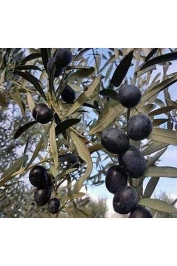 10 Adet Gemlik Zeytin Fidanı - Image 1