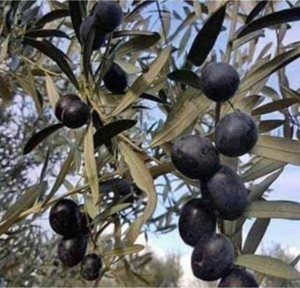 10 Adet Gemlik Zeytin Fidanı - Image 1
