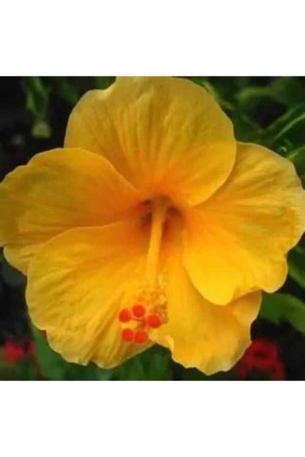Videolu Sarı Japon Gülü Çiçeği Fidanı 25-40 Cm Saksılı Çiçekli Bodur Bitkiler Japanese Rose - Image 1