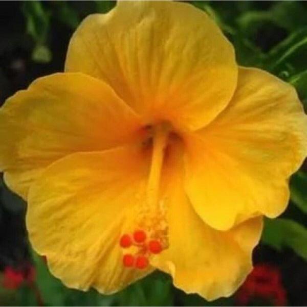 Videolu Sarı Japon Gülü Çiçeği Fidanı 25-40 Cm Saksılı Çiçekli Bodur Bitkiler Japanese Rose - Image 1