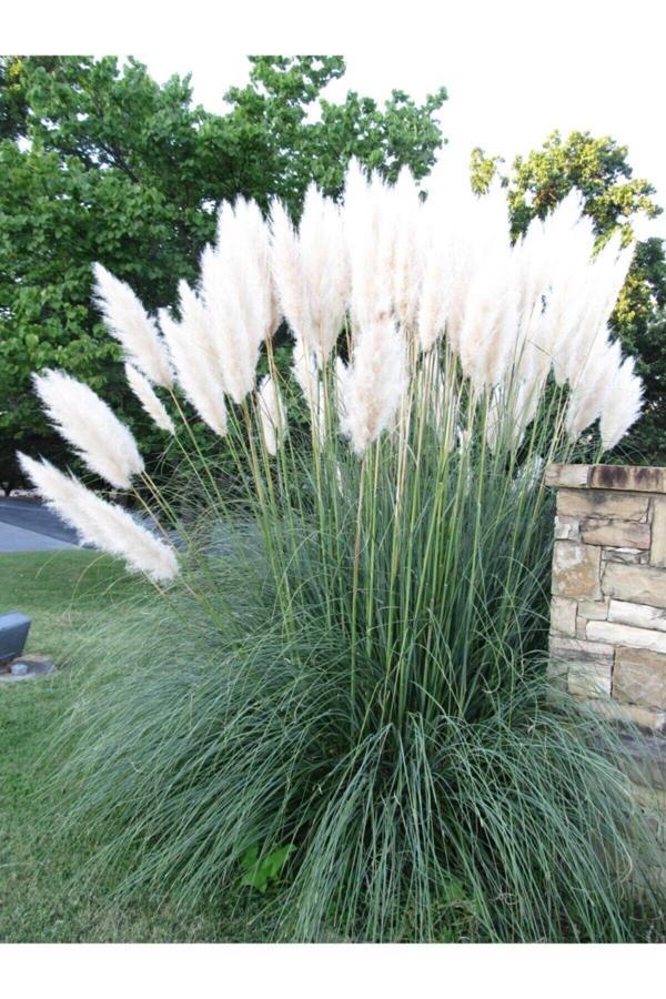 Beyaz Pampas Saz Çiçeği Fidanı Saksılı 60-80 Cm Bahçe Bitkisi ( Pampas) - Image 1