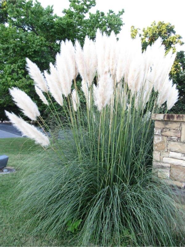 Beyaz Pampas Saz Çiçeği Fidanı Saksılı 60-80 Cm Bahçe Bitkisi ( Pampas) - Image 1