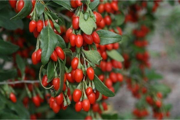 10 Adet Goji Berry ( Kurt Üzümü ) Fidanı - Image 1