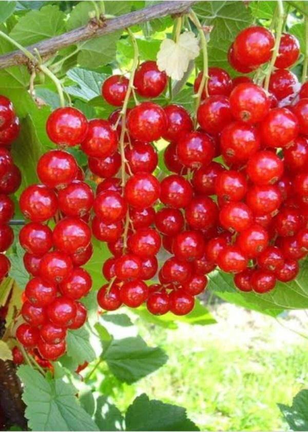 Kırmızı Frenk Üzüm Fidanı - Image 1